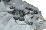 Impressive Cyphaspis Trilobite Cluster - Mrakib, Morocco #365711-8